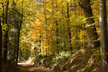 herbstlicher Buchenwald