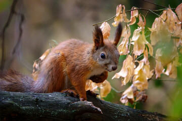 Wild nature from Voronezh