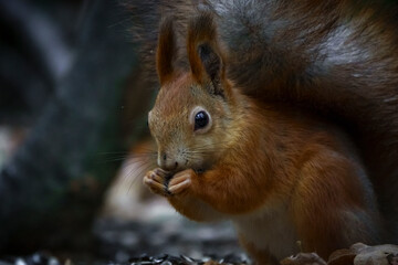 Wild nature from Voronezh