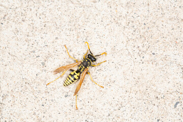 Black and yellow bee brightly lit on a gray cement surface
