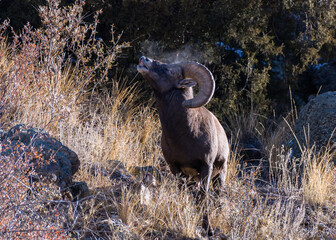 Colorado Rocky Mountain Bighorn Sheep