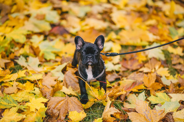 Black french bulldog puppy are standing in a park, autumn leaves in the background.
