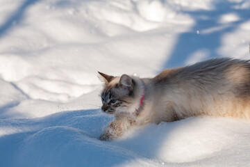 cat in snow on a foggy winter morning