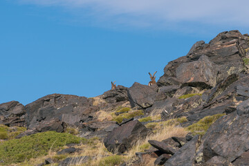 Mountain goat in Sierra Nevada in southern Spain