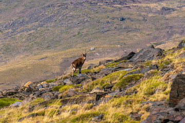 mountain goat in Sierra Nevada in southern Spain