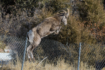 Colorado Rocky Mountain Bighorn Sheep