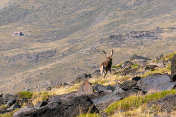 mountain goat in Sierra Nevada in southern Spain