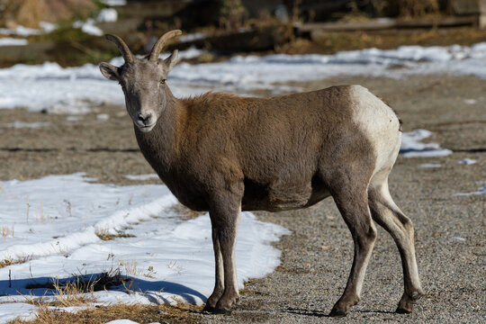 Colorado Rocky Mountain Bighorn Sheep