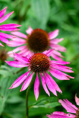 Large lilac flowers of Echinacea in the autumn garden.