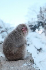 Contemplating japanese snow monkey