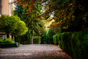 Naklejka premium Bright autumn leaves in the natural environment. Fall trees, yellow orange nature background