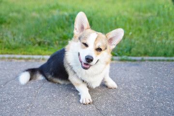 Corgi dog winks and is happy on a summer day.