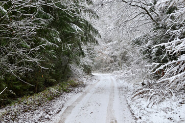 View of a snow-covered road in a wild forest. First snow in November. Out of focus. The concept of the onset of winter in late autumn.