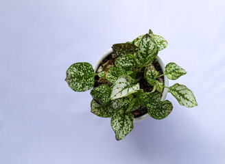 decorative minimalist plant from above 