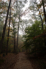 A spooky path on a murky morning in the forest with fog