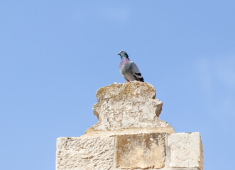 A gray  dove sits on the stone tops of the walls of the City of David in the old city of Jerusalem, Israel