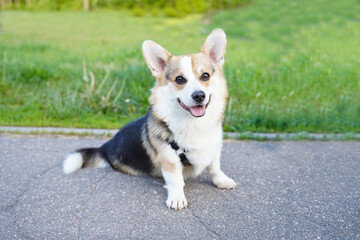 Naklejka na ściany i meble Corgi dog smile and happy in summer day.