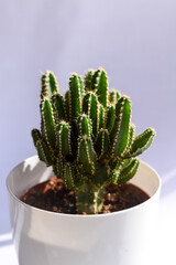 cactus in natural light from the window