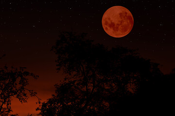Fototapeta na wymiar Blood moon on the sky.