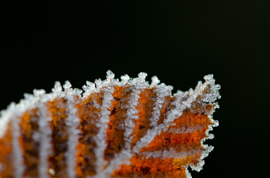Blatt mit Eiskristallen vor schwarzem Hintergrund