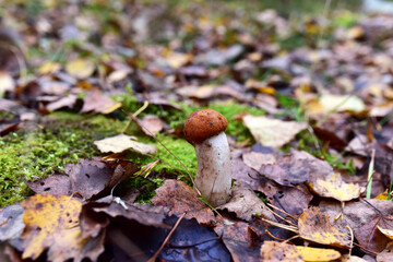 Edible brown cap boletus among the grass and moss in autumn forest. Awesome fungus Aspen Mushroom against the background of green vegetation