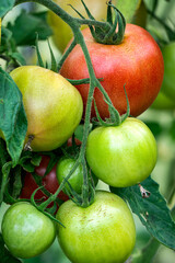 Ripening harvest of green and red tomatoes in a greenhouse.