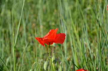 red poppy in the grass