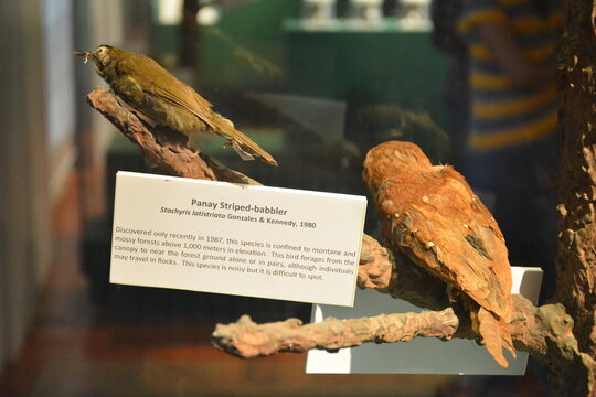 National museum of natural history babbler bird in Manila, Philippines