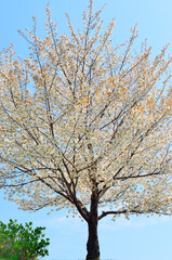 満開の一本の桜の木
