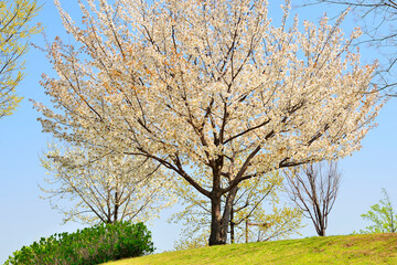 満開の一本の桜の木