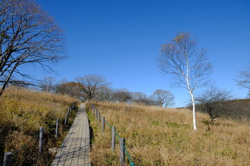 自然の中にある歩道