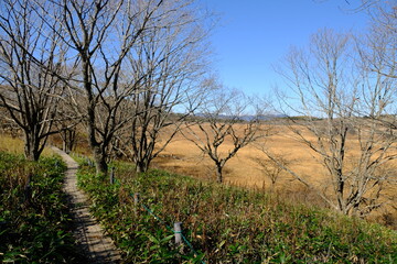 自然の中にある歩道