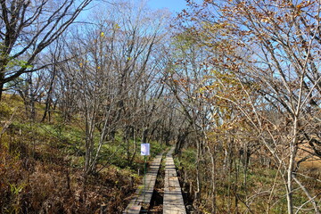 自然の中にある歩道