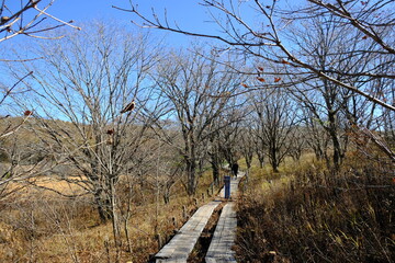 自然の中にある歩道