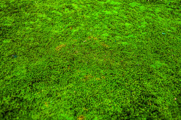 Background of green moss with a yellow leaf.