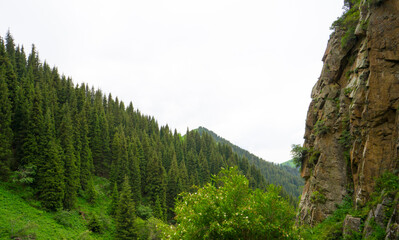 Beautiful mountain landscape, rock and mountain coniferous forest.