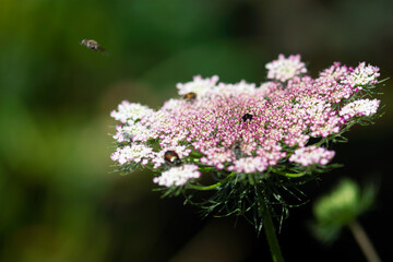 Pink Queen Ann's Lace