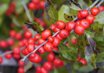 Red Winterberry Holly 'Red Sprite' on the tree