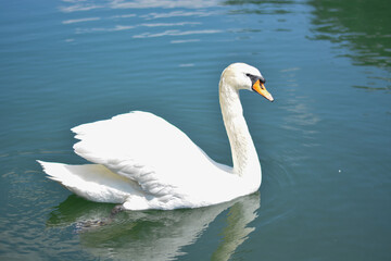 Swan swims in the lake.