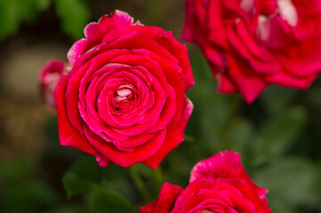 Beautiful red rose bud in the garden.