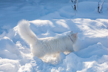 cat in snow on a foggy winter morning