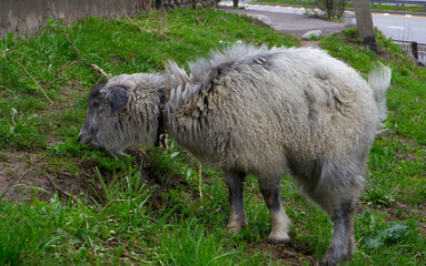 Fototapeta premium A goat on a leash in the city.
