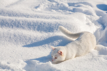 cat in snow on a foggy winter morning