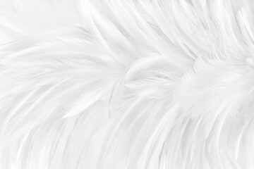 Obraz premium White feather pattern texture for background and design.