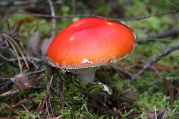 herbst