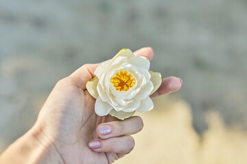 White lily flower in woman's hand, river water sand background