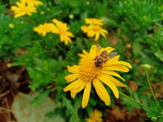 close-up of a honeybee collecting nectar and pollinating a bright yellow daisy flower in a vibrant green garden, representing wildlife, ecology, and natural pollination