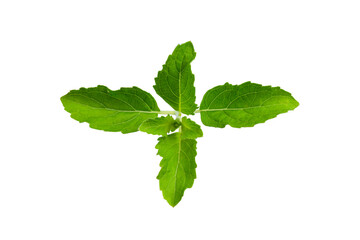 Isotated flat lay holy image Basil (Ocimum) is a Thai herb or herb sacred with clipping path.