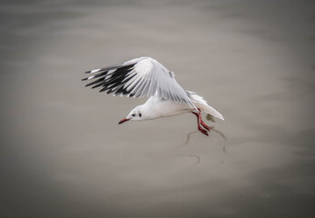 
Seagulls fly for food at Bangpu Resort, Samut Prakan Province, Thailand