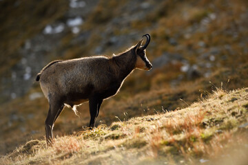 Chamois staying in an autumn mountain meadow